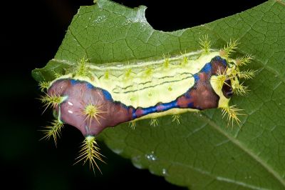 臺灣黃刺蛾 Monema rubriceps