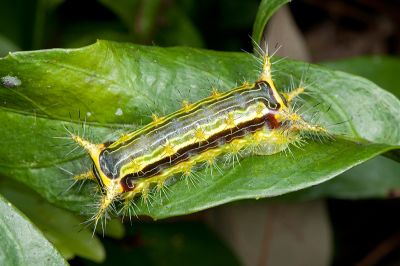 狡娜刺蛾 Narosoideus vulpinus