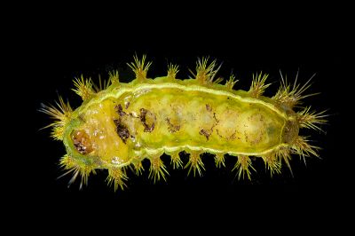 狡娜刺蛾 Narosoideus vulpinus