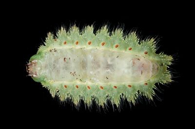 扁刺蛾 Thosea sinensis