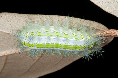 素刺蛾 Susica sinensis