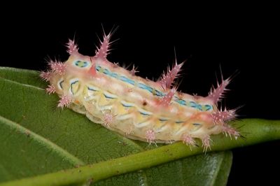 棗奕刺蛾 Phlossa conjuncta