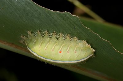 扁刺蛾 Thosea sinensis