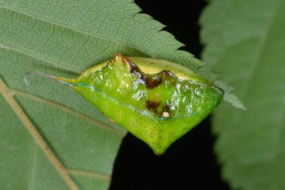 臺灣旭刺蛾 Sansarea formosana