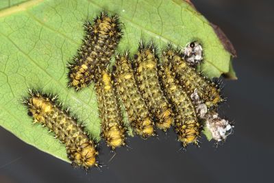 球鬚刺蛾 Scopelodes contractus