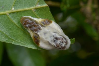 素木氏鳥糞刺蛾 Nagodopsis shirakiana