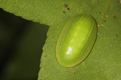 仿奼刺蛾 Chalcoscelides castaneipars