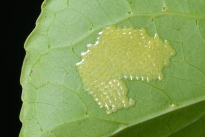 球鬚刺蛾 Scopelodes contractus