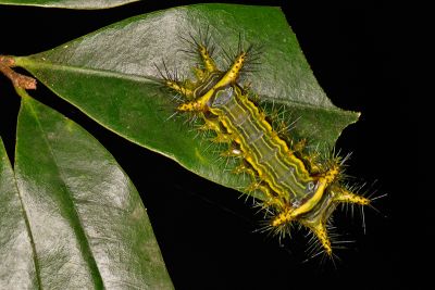 狡娜刺蛾 Narosoideus vulpinus