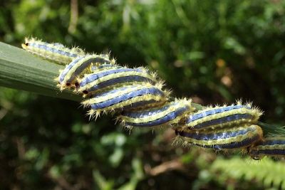 褐點綠刺蛾 Thespea virescens