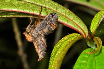 棗奕刺蛾 Phlossa conjuncta 雌蟲