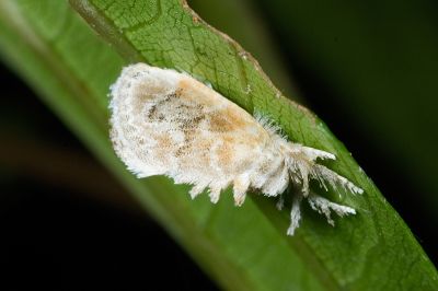 白眉刺蛾 Narosa nigrisigna 雄蟲