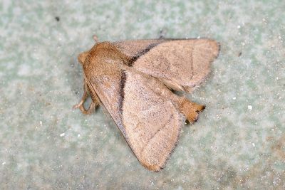 咖扁刺蛾 Avatara basifusca 雄蟲