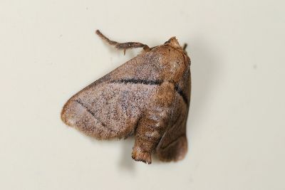 咖扁刺蛾 Avatara basifusca 雌蟲