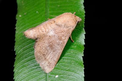 茶足點刺蛾 Griseothosea fasciata 雄蟲
