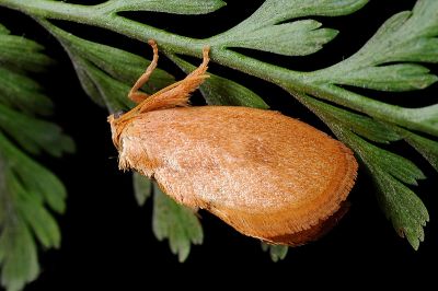 隱黃眉刺蛾 Flavinarosa obscura 雄蟲