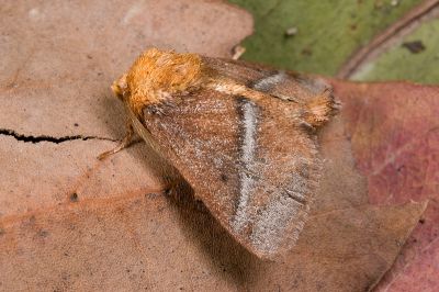 三色刺蛾 Birthamula rufa 雄蟲