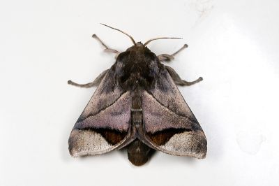 眉原褐刺蛾 Setora baibarana 雄蟲
