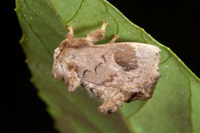 臺灣旭刺蛾 Sansarea formosana 雄蟲