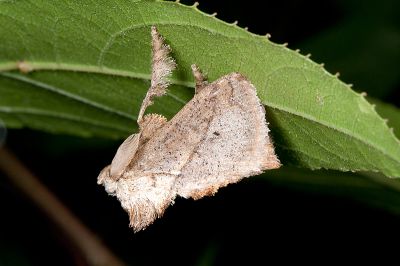 素刺蛾 Susica sinensis 雄蟲