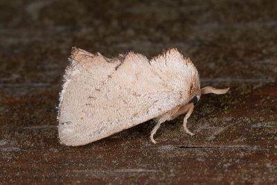 緣閃刺蛾 Rhamnosa uniformis 雄蟲