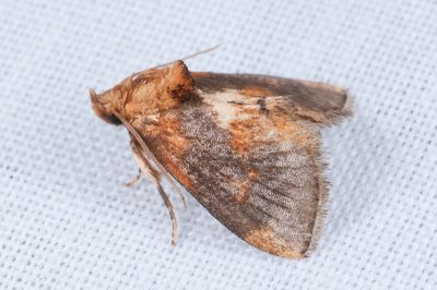 黃鏽斑刺蛾 Microleon longipalpis 雄蟲