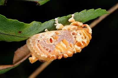 豔刺蛾 Demonarosa rufotessellata subrosea 雄蟲