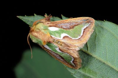 焰綠杉綠刺蛾 Caiella viridiflamma 雄蟲