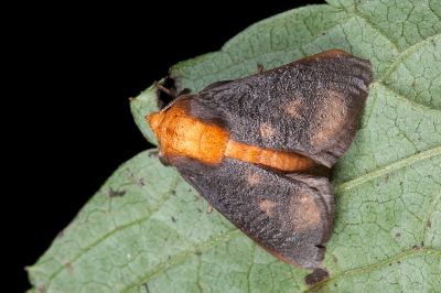 漪刺蛾 Iraga rugosa 雄蟲