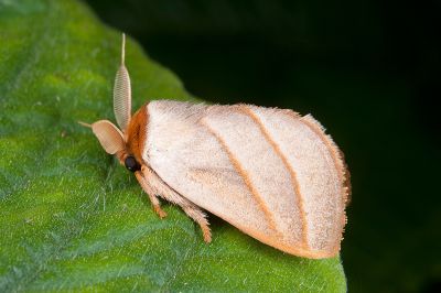 灰雙線刺蛾 Cania heppneri 雄蟲