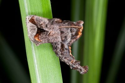 棗奕刺蛾 Phlossa conjuncta 雄蟲