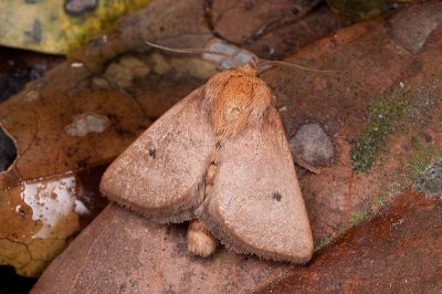 赭足點刺蛾 Griseothosea rufula 雄蟲