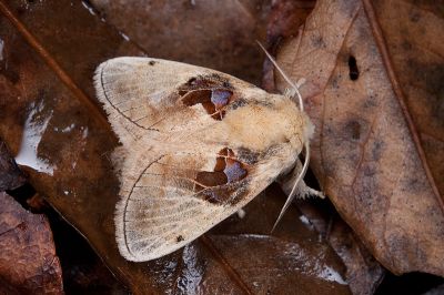 仿奼刺蛾 Chalcoscelides castaneipars 雄蟲