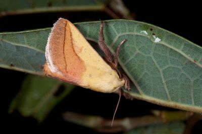 臺灣黃刺蛾 Monema rubriceps 雄蟲