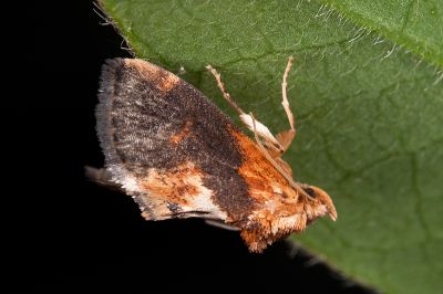 黃鏽斑刺蛾 Microleon longipalpis 雌蟲