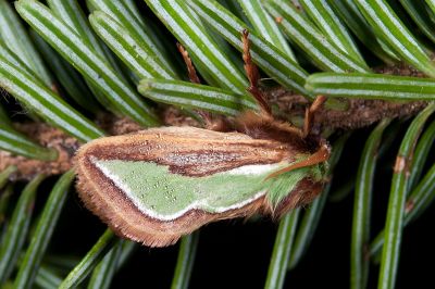 小杉綠刺蛾 Caiella pygmy 雄蟲