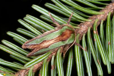 小杉綠刺蛾 Caiella pygmy 雄蟲