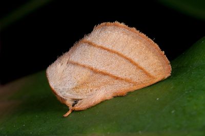 灰雙線刺蛾 Cania heppneri 雄蟲