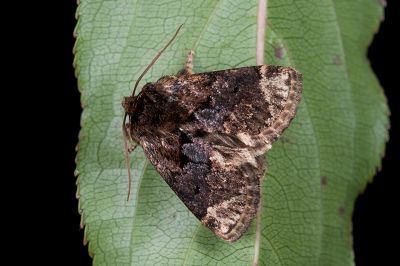 阿里山梯刺蛾 Hampsonella arizana 雄蟲