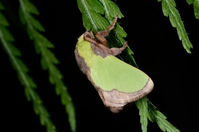 素木綠刺蛾 Parasa shirakii 雄蟲