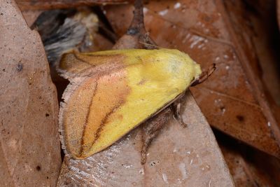 臺灣黃刺蛾 Monema rubriceps 雄蟲