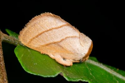 灰雙線刺蛾 Cania heppneri 雄蟲