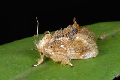 素木氏鳥糞刺蛾 Nagodopsis shirakiana 雌蟲