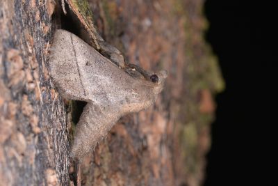 扁刺蛾 Thosea sinensis 雄蟲