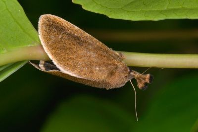 球鬚刺蛾 Scopelodes contractus 雌蟲