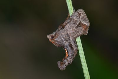 棗奕刺蛾 Phlossa conjuncta 雄蟲