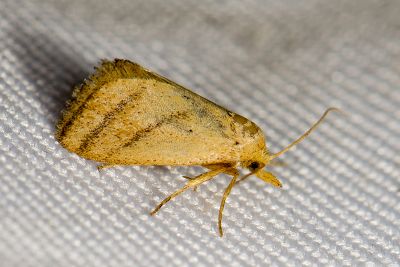 Ceratonema wilemani 雄蟲