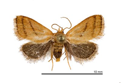 Ceratonema wilemani 雄蟲