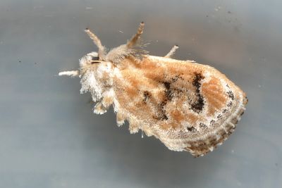 白眉刺蛾 Narosa nigrisigna 雌蟲