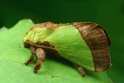 Parasa lepida lepida 雄蟲